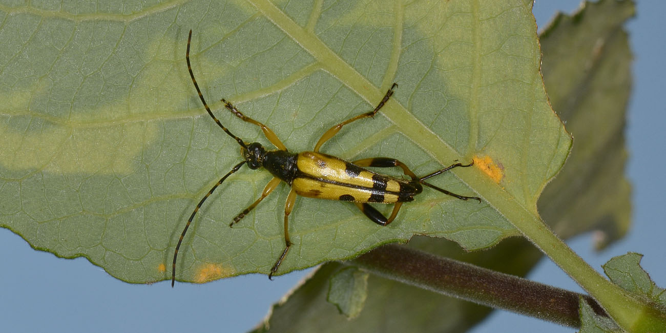 Cerambycidae: Leptura maculata?  ora, Rutpela maculata maculata  m & fa